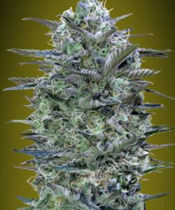 Foto Critical lemon 100% advanced seeds
