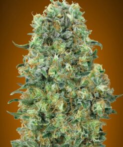 Foto Critical mass 100% advanced seeds