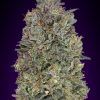 Foto Critical purple kush 100% advanced seeds