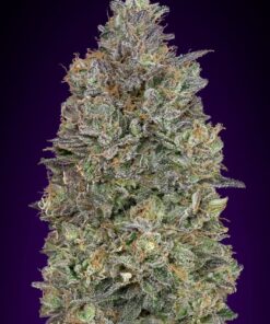 Foto Critical purple kush 100% advanced seeds