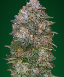 Foto Critical soma 100% advances seeds