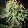 Foto Damn sour 100% green house