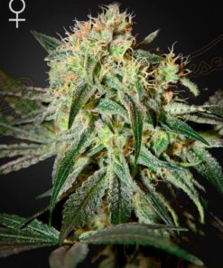 Foto Damn sour 100% green house