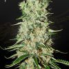 Foto Damnesia 100% green house