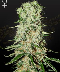 Foto Damnesia 100% green house