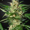 Foto Damnesia auto green house