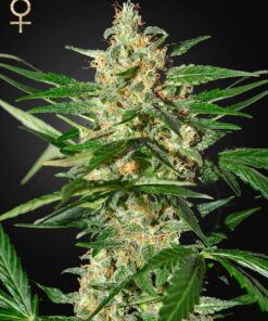 Foto Damnesia auto green house