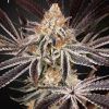 Foto Dark phoenix green house
