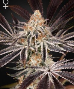 Foto Dark phoenix green house