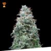 Foto Doble w 100% exclusive seeds bank