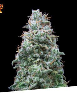 Foto Doble w 100% exclusive seeds bank
