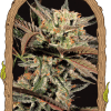 Foto Amnesia 7 100% exotic seed