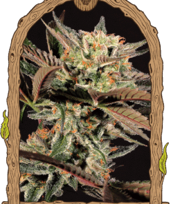 Foto Amnesia 7 100% exotic seed