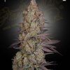 Foto Exodus cheese 100% green house