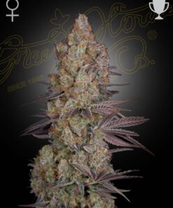 Foto Exodus cheese 100% green house