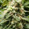 Foto Early widow 100% advanced seeds