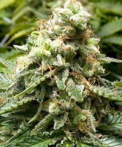 Foto Early widow 100% advanced seeds