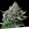 Foto Egarshark 100% exclusive seeds bank
