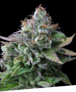 Foto Egarshark 100% exclusive seeds bank