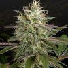 Foto Exodus cheese x clementine 100% green house