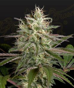 Foto Exodus cheese x clementine 100% green house