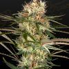 Foto Exodus cheese x jack herer x nl5 100% green house