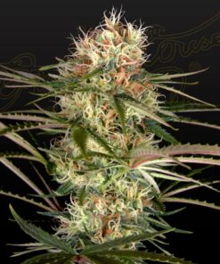 Foto Exodus cheese x jack herer x nl5 100% green house