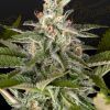 Foto Exodus cheese x swazilandia 100% green house