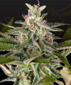 Foto Exodus cheese x swazilandia 100% green house