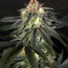 Foto Exodus cheese x durban panama 100% green house