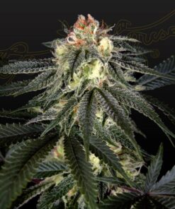 Foto Exodus cheese x durban panama 100% green house