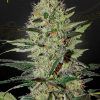 Foto Exodus cheese auto green house