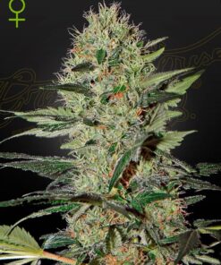Foto Exodus cheese auto green house