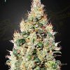 Foto Exodus cheese auto cbd green house