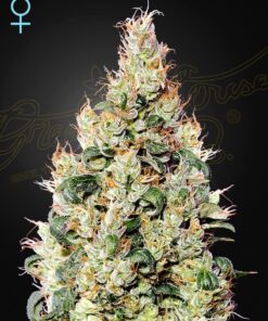 Foto Exodus cheese auto cbd green house