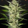 Foto Flowerbomb kush 100% green house
