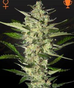 Foto Flowerbomb kush 100% green house
