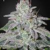 Foto Franco's lemon cheese 100% green house