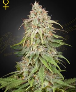 Foto Gh amnesia 100% green house