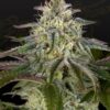 Foto Gh cheese x lemon wookie glue 100% green house