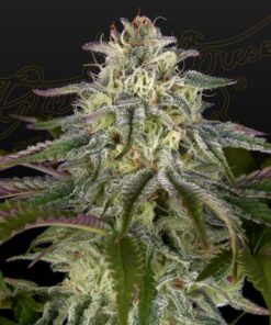 Foto Gh cheese x lemon wookie glue 100% green house