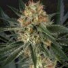 Foto Gh cheese x durban panama 100% green house