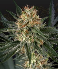 Foto Gh cheese x durban panama 100% green house