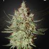Foto Cheese 100% green house