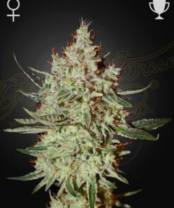 Foto Cheese 100% green house