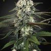Foto Auto-bomb green house