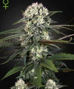 Foto Auto-bomb green house
