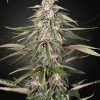 Foto Green-o-matic 100% green house