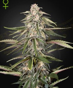 Foto Green-o-matic 100% green house