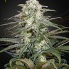 Foto Kalashnikova auto green house